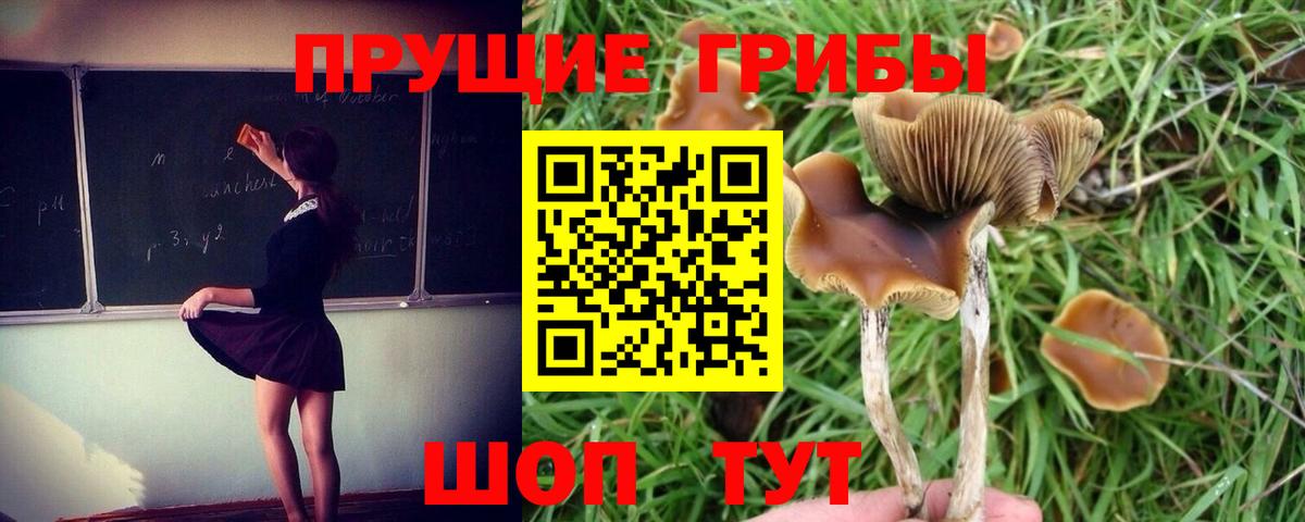 Галлюциногенные грибы мухоморы  Вход с VPN  Псилоцибиновые грибы Psilocybe  Зеленогорск 